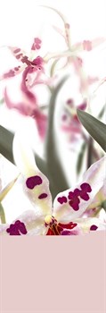Мидори Панно из 2 плиток P2 Orchid 24,9x72,8 - фото 60680