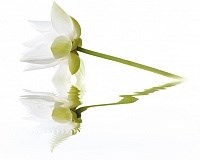 City White Lilies Панно 40x50 (2пл) - фото 63718