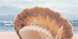 Аликанте декоративный массив Жемчужина на море (верх) 25х50 - фото 71086