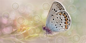 Мечта Декор Butterfly 08-05-23-371-1 40х20