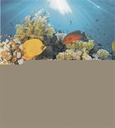 Dec Corals Panno (панно из 2-х шт) 50х45