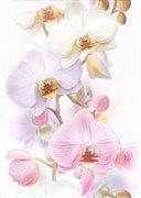 TC2M051DT Vilena Orchids декор 25x35