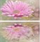 Мечта Панно Flower 40х40 (08-05-23-370-1 и 08-05-23-370-2) - фото 59700