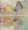 Мечта Панно Butterfly 40х40 (08-05-23-371-1 и 08-05-23-371-2) - фото 59702