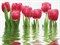 Панно Тюльпаны 100x75 - фото 59877